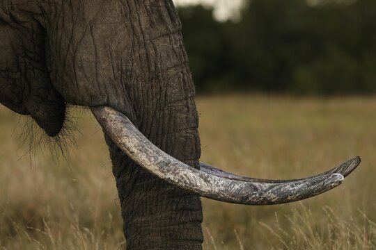 Elephant tusk