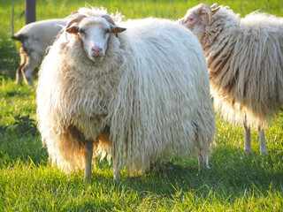 White single aries sheep with horns and long wool on a meadow