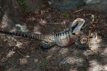 lizard on the stone