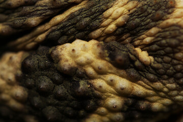 A closeup macro shot of a common toad's skin texture