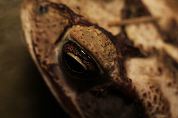 A closeup shot of a common toad