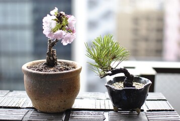 ミニ盆栽