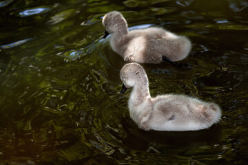 cygnets on pond