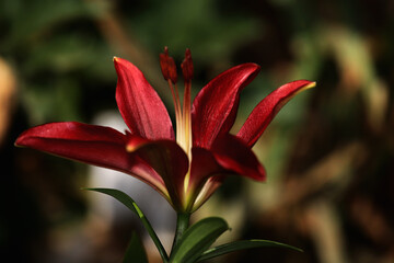 red flower in garden