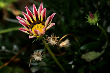 red daisy flower in garden