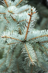 sprig of blue spruce with water drops from the rain in the park