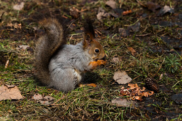 squirrel eating nut