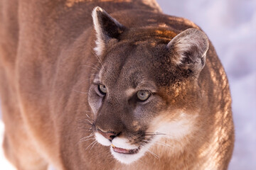  Cougar (Puma concolor) ,known as Mountain lion 