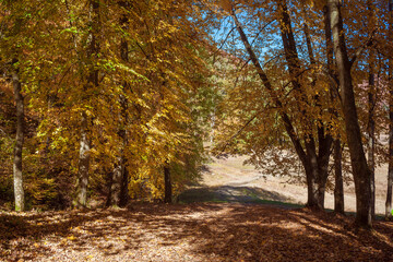 beautiful forest with dried grass, yellow, orange and brown trees, fallen foliage, blue sky in autumn day. Amazing landscape with forest glade and colorful trees. Sunny warm fall in Ukraine. 