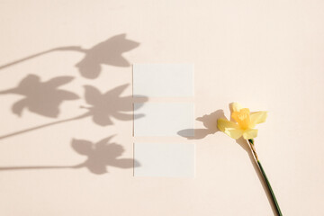 Blank card mockup on light pastel background with moody narcissus flowers shadows and copy space.