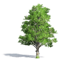 3D Green Trees Isolated on white background , Use for visualization in architectural design