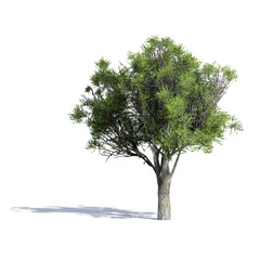 Fototapeta na wymiar 3d tree isolated on white background