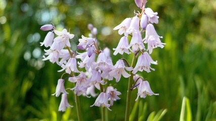 flowers in the garden