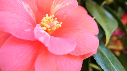 Obraz na płótnie Canvas pink rose flower