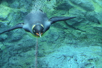 Fototapeta na wymiar ペンギン