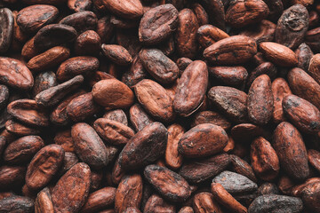 Cocoa beans as background, closeup