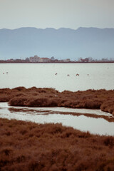 Some wild flamingos resting on a water lake on a brown dusk landscape in Delta de l'Ebre, Catalonia