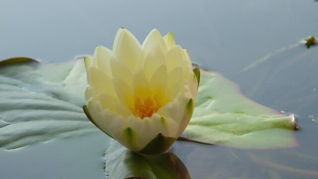 Time lapse white lotus waterlily flower opening, sky clouds reflection in water