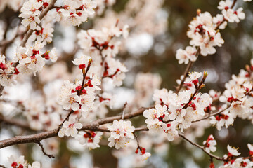Beautiful blossoming tree branches outdoors on spring day, closeup
