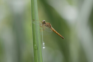 Dragonflies on artifacial plant