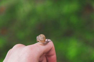 person holding a snail