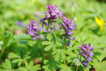 Crested primrose on the background of the spring forest.