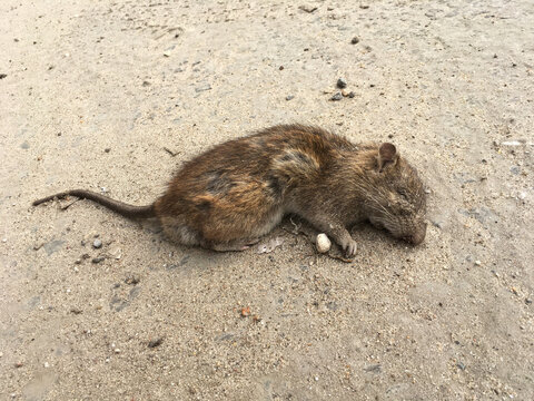 Dead grey rat in the city. Rattus norvegicus