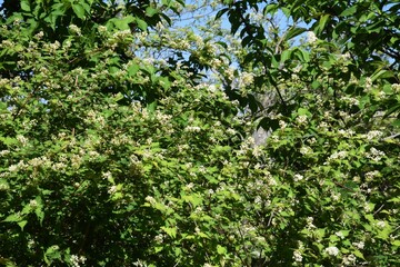 Fototapeta na wymiar Stephanandra incisa flowers. Rosaceae deciduous shrub.