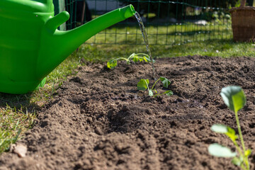 Vorgezogene junge Kohlrabi Pflanzen in den eigenen Garten einpflanzen und angießen