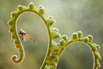 Dragonflies on artifacial plant