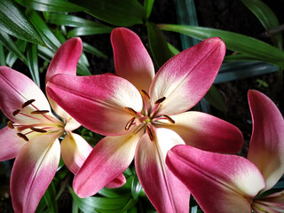 Close-up of pink lily buds in a pot.