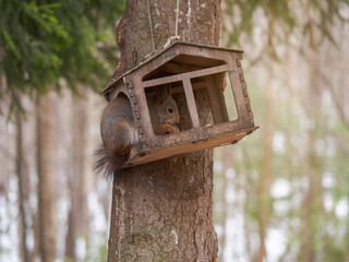 A gray forest squirrel eats seeds, nuts and bread from hunger in a bird feeder on the territory of the park, arboretum. Squirrel muzzle with food in its paws close-up.