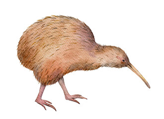 Watercolor Kiwi bird. Hand drawn illustration isolated on white background.