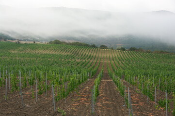 Fototapeta na wymiar Young vineyard against misty mountain