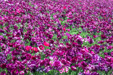 Obraz premium A field of blooming purple garden cultivated buttercups.