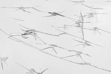 Broken pieces of glass on white background