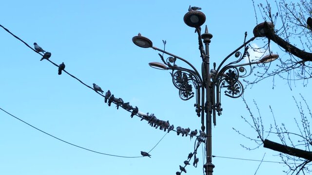Birds, doves, sitting on an electrical wire and lamp post, slow motion