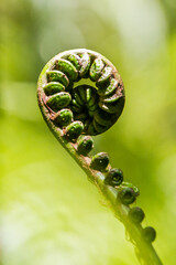 Beautiful fern  fractal with a green background, living green giant fern in Hawaii