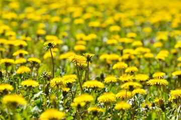 Yellow dandelions in a field. Close Up of yellow spring dandelion flowers