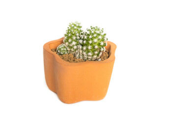 Terracotta pots for planting cactus Isolated white background