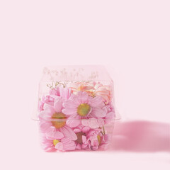 Light purple daisy flowers in recycle plastic box. Lovely pastel pink background.