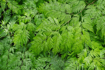Closeup image of Davallia fejeensis or Rabbit’s Foot fern in the garden