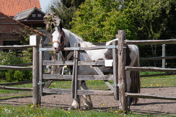 Brown with white horse and blue eyes stands in front of a wooden fence in the meadow
