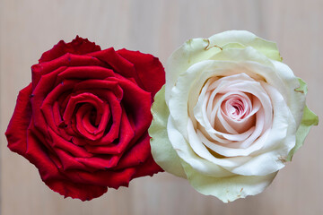 Rosen rosa und rot von oben