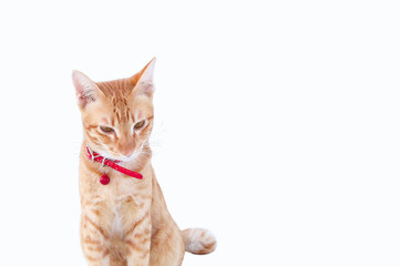 Ginger Cat with red collar on white background, Animal portrait.