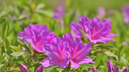 Fototapeta premium サツキの花