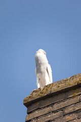 Island of Ameland (Friesland/Fryslan, The Netherlands): bird of prey / owl