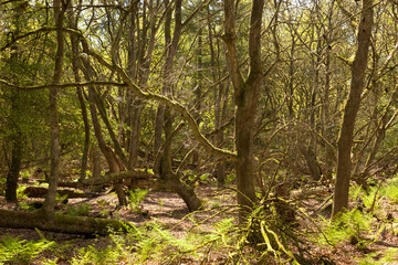 Forest between Buinen and Exloo in The Netherlands