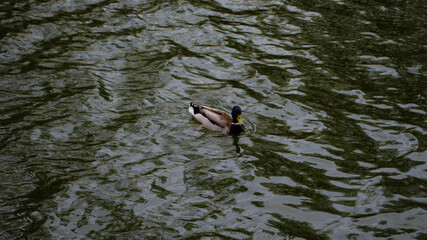 duck in the park