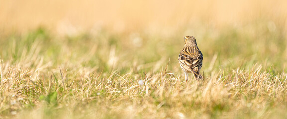 Panorama of a Tawny Pipit, meadow pipit sitting in the grass of a meadow. Small brown passerine bird with a stripe on its head in its habitat in warm yellow orange light. Cover, webbanner or social